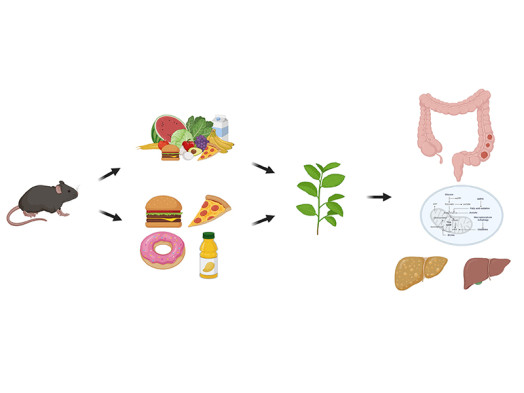 Mouse diet models for bioactive nutrient studies / Free University of ...