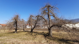 Gli alberi da frutto antichi raccontano la storia climatica dell’Alto Adige 