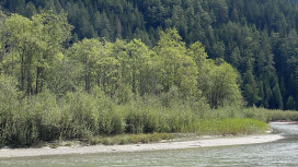 La salute delle foreste golenali altoatesine importante per ambiente ed economia