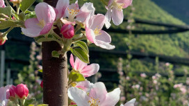 Flowerpower: Das verborgene Potenzial von Apfelblüten 