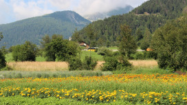 Das grüne Gold der Alpen: Aufwertung alpiner Pflanzen im Projekt NETTLE 